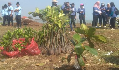 Perhutani Peduli Lingkungan Melalui Koservasi Hutan Mangrove Di Pesisir Pantai Desa Pringgacala