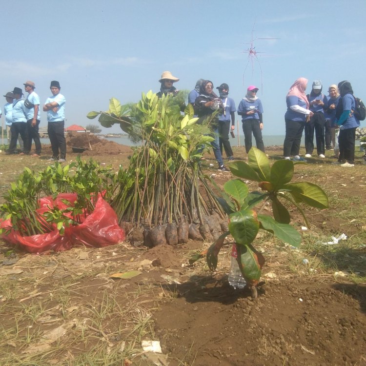Perhutani Peduli Lingkungan Melalui Koservasi Hutan Mangrove Di Pesisir Pantai Desa Pringgacala