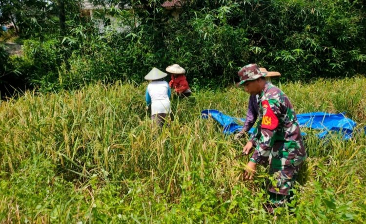 Babinsa Koramil 2209/Lengkong Dampingi Petani dalam Program Ketahanan Pangan di Desa Cilangkap