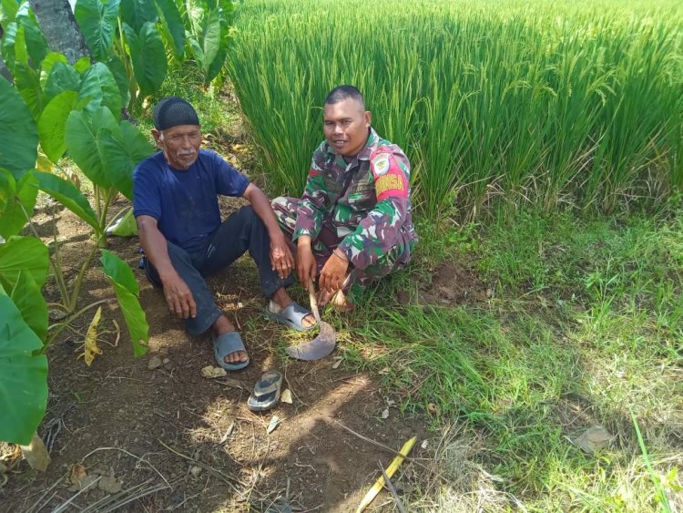 Babinsa Koramil 2204/Cikidang Sosialisasikan Serap Gabah untuk Bulog di Desa Cijambe