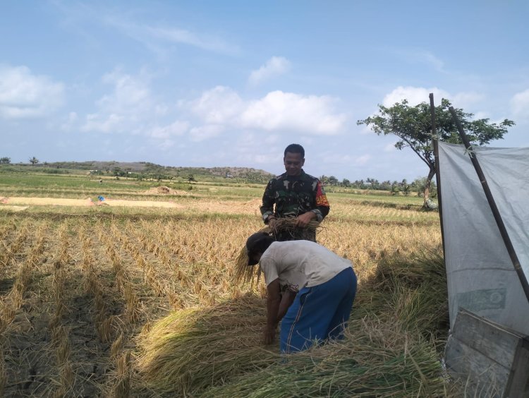 Babinsa Koramil 2212/Tegalbuleud Dampingi Petani dalam Program Ketahanan Pangan