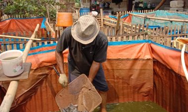 Jayakin Sirait: Peternak Ikan Lele Sukses dengan 3.000 Bibit per Bulan
