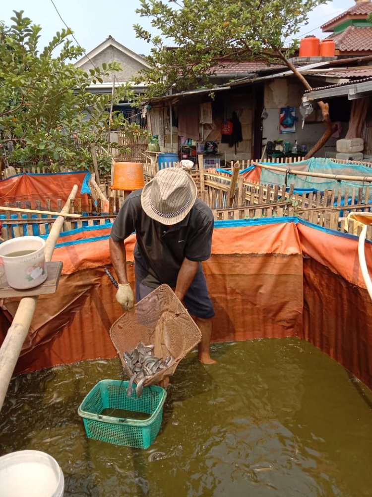 Jayakin Sirait: Peternak Ikan Lele Sukses dengan 3.000 Bibit per Bulan
