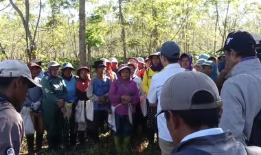 Penebangan Liar Hutan Di Bondowoso Meraja Lela