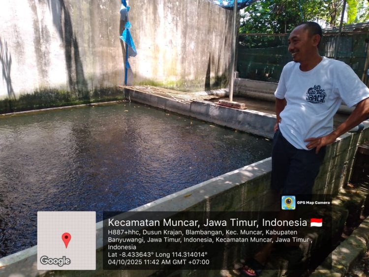 Budidaya Ikan Lele Yang tak Pernah Punah Khususnya Di Daerah Kabupaten Banyuwangi Jawa Timur