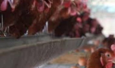 Dinas Pertanian Dorong Percepatan Produksi Telur, Gandeng Pengusaha Mikro Ayam Petelur Di Banyuwangi