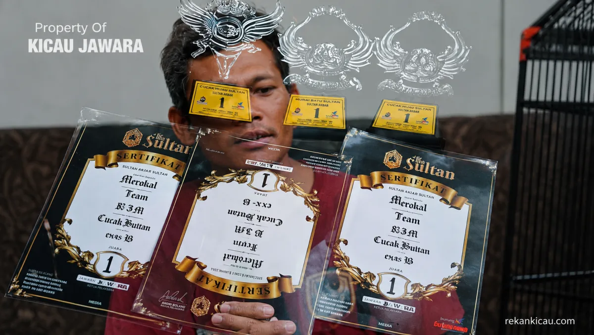RAHASIA SUKSES , NYETING CUCAK IJO SEMERU DARI NOL SAMPE JUARA