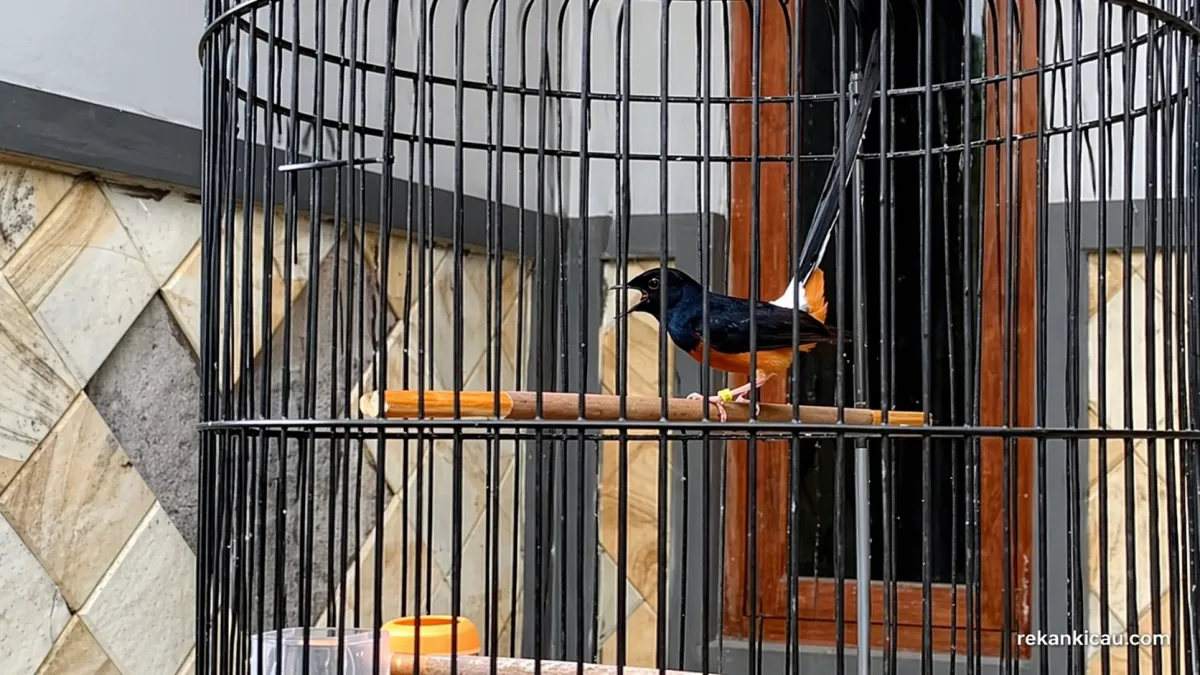 Membentuk Stamina Murai Batu