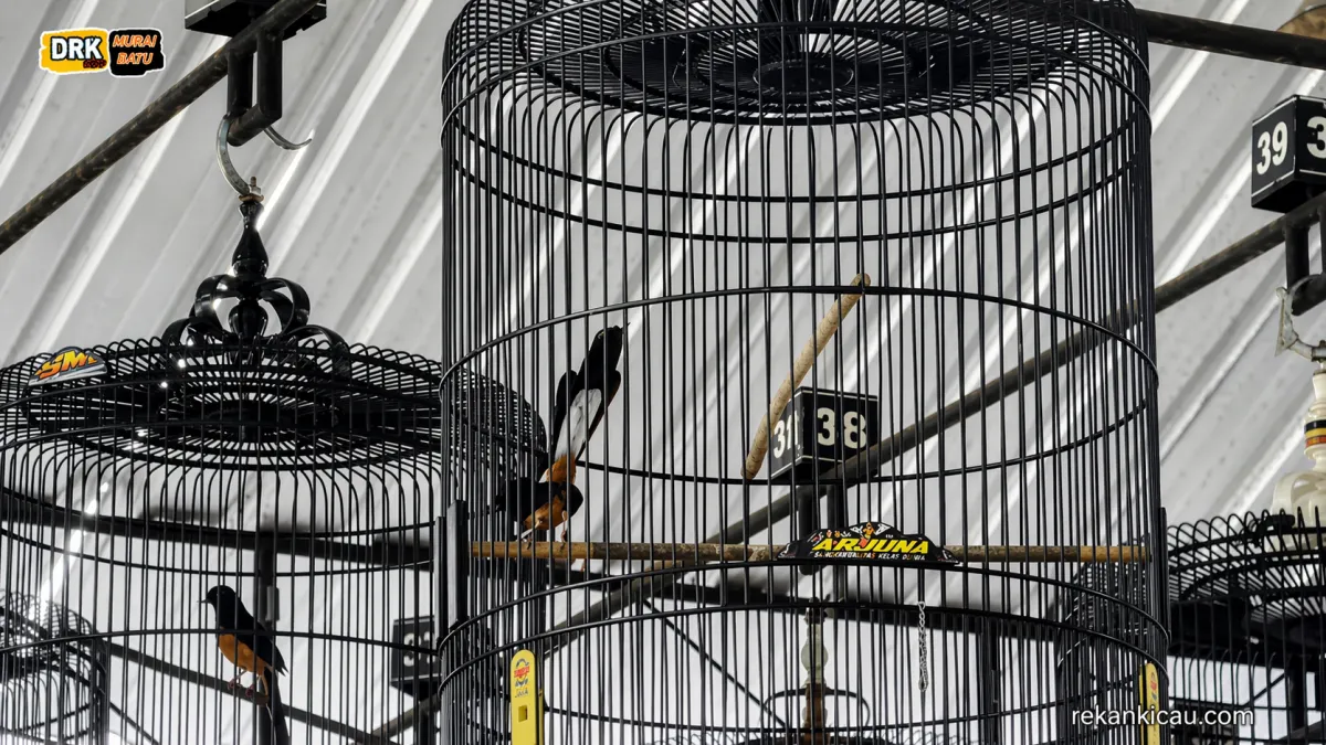 Murai Batu Pasang Badan saat Lomba