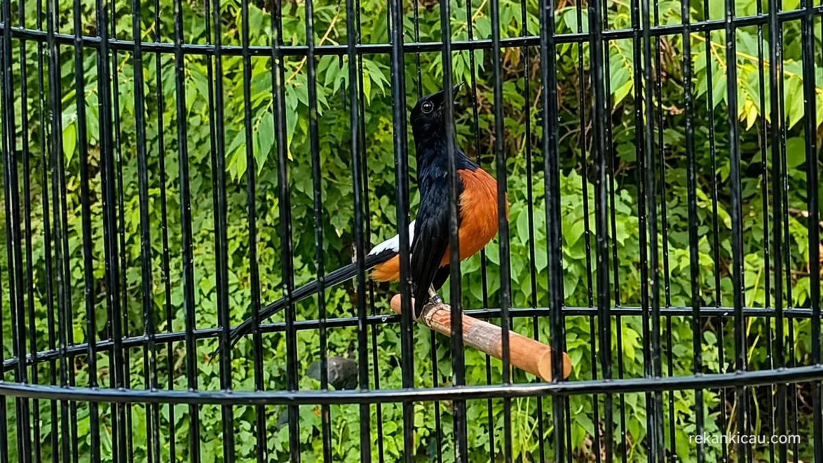 Murai Batu Fighter Rendah Fighter Tinggi Metabolisme Cepat Lambat