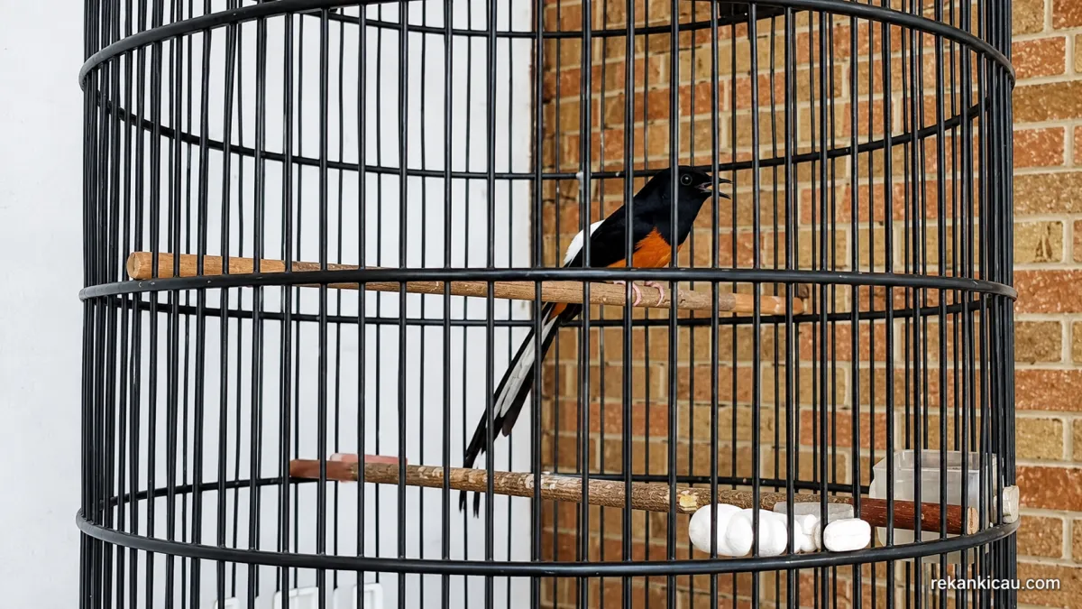 Solusi praktis untuk mengatasi burung Murai Batu yang mendadak macet bunyi