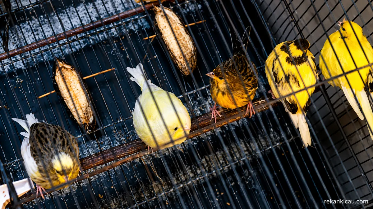 MUMPUNG ANAKAN LAGI BANYAK‼️REVIEW PETERNAK KENARI CEMARA PUTRA BIRDFARM BOYOLALI