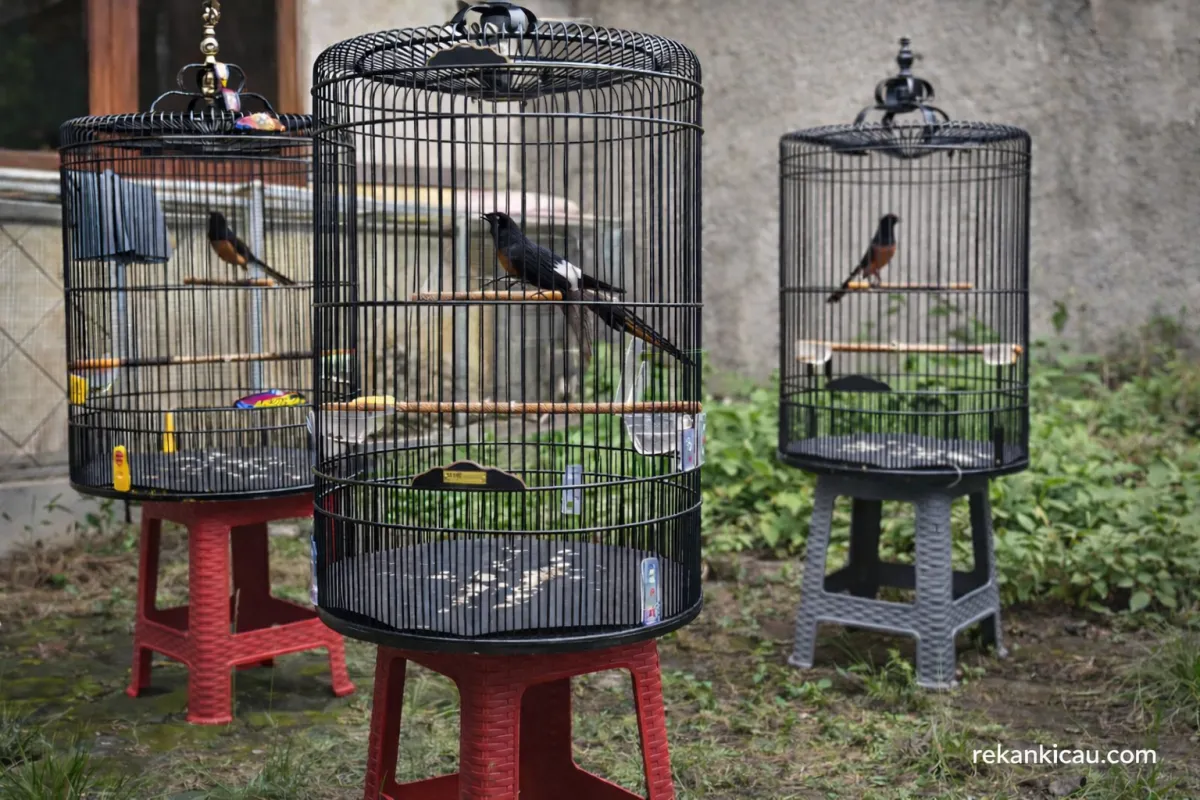 Stop Pemberian Extra Fooding pada Murai Batu