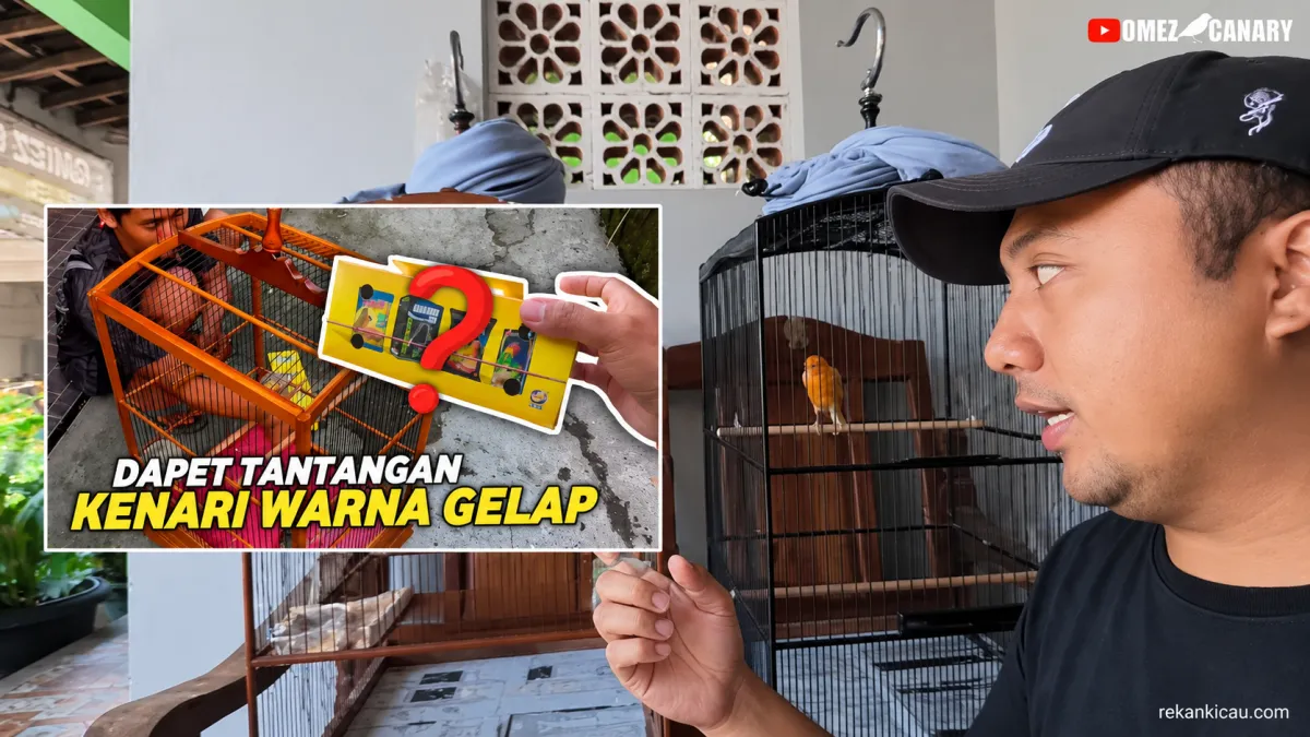 TANTANGAN KENARI IJO‼️LANGKAH PERTAMA SETTING BIRAHI DAN MENTAL KENARI BAHAN