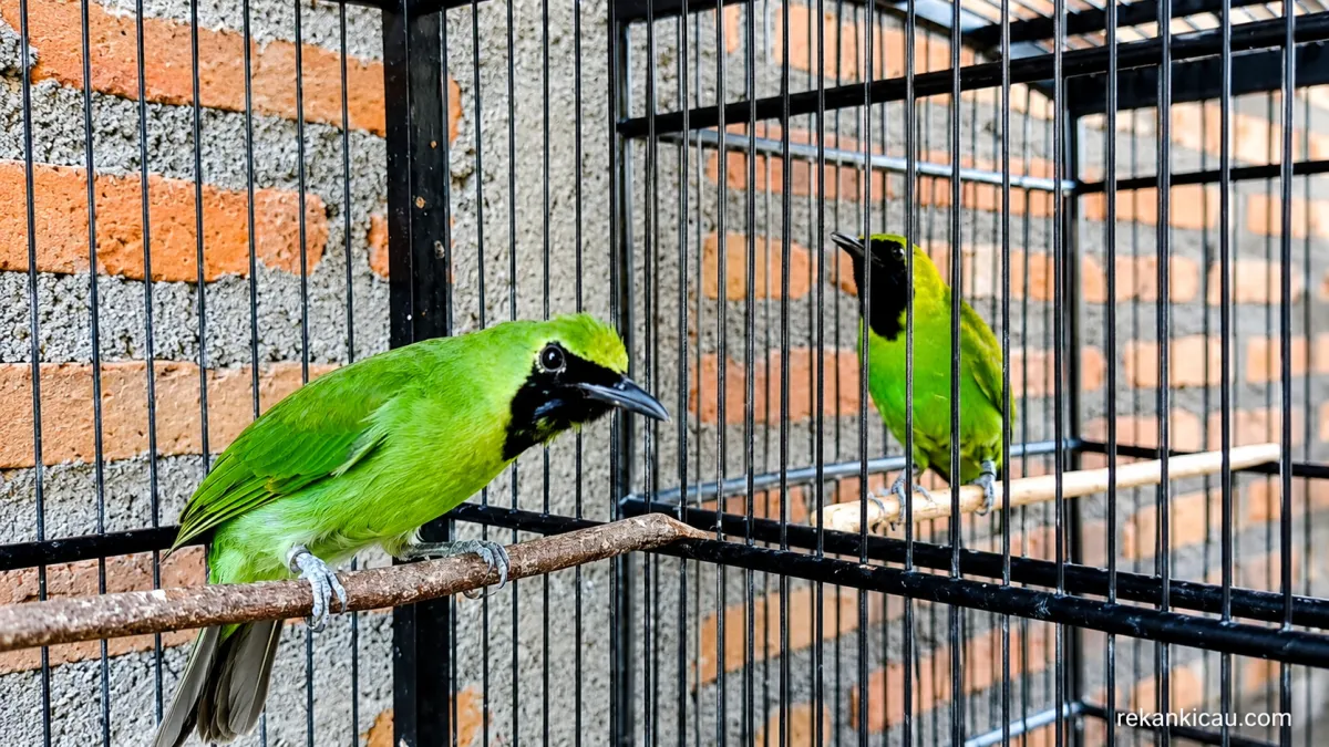 Cara Memunculkan Emosi dan Mental Cucak Ijo Yang Sudah Gacor