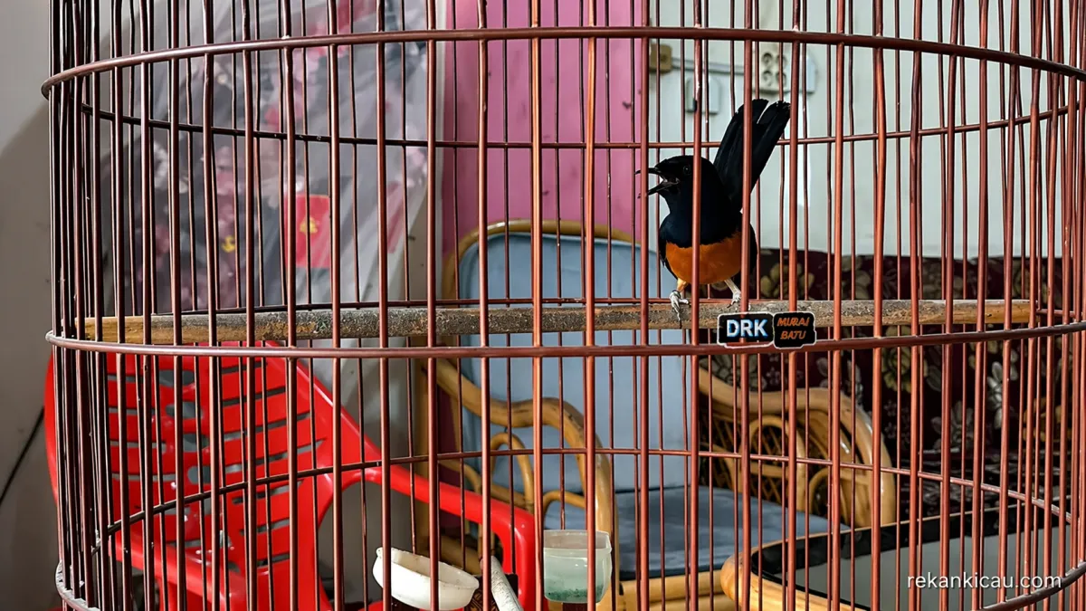 Faktor Pengaruhi Birahi Murai Batu