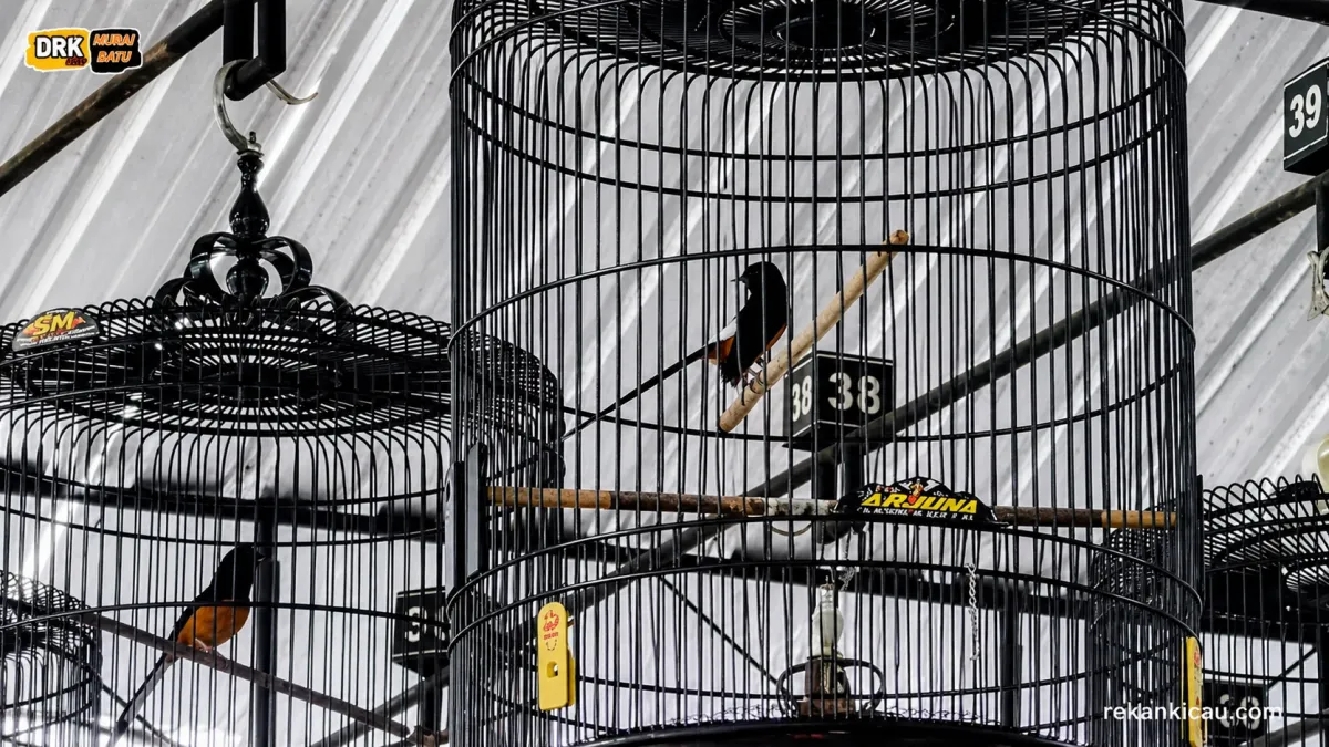 Ciri Ciri Murai Batu Yang Sehat Seperti ini