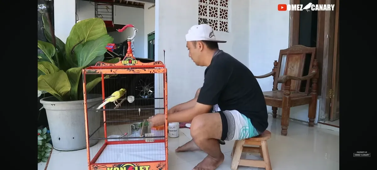 LAKUKAN TIAP PAGI‼️TUTORIAL MELATIH MENTAL KENARI JADI JUARA GACOR