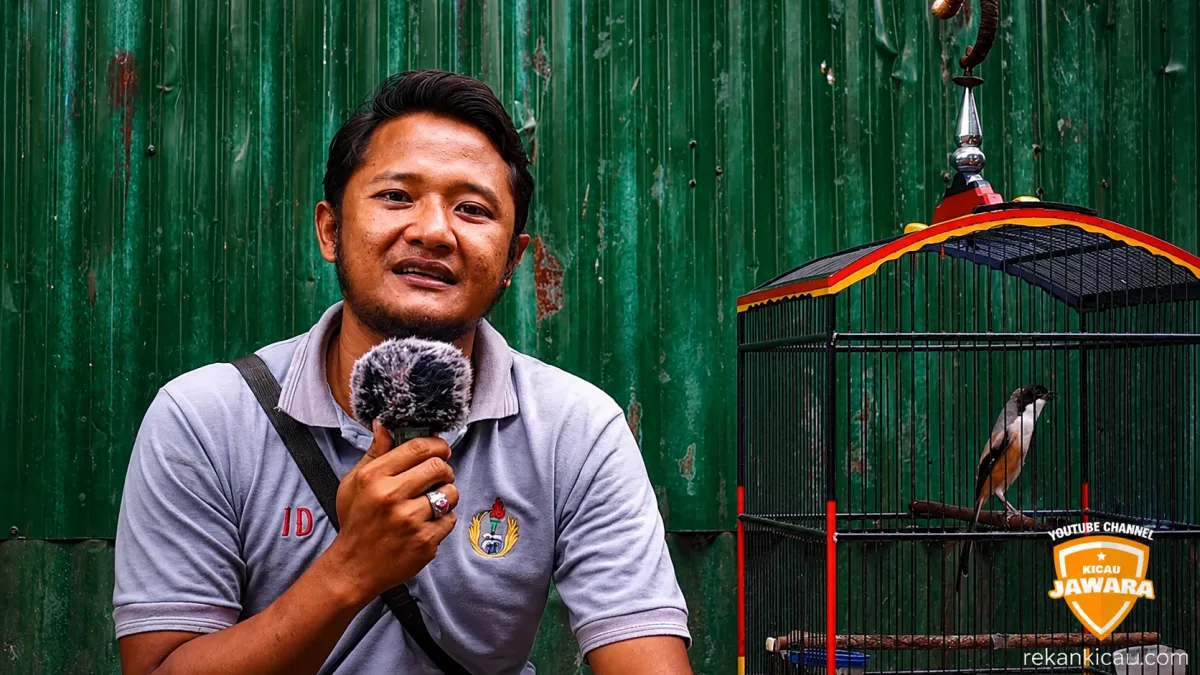 CENDET RUMAHAN,NEBOK ,SALTO,CIAK BULU , DIPOLES JADI JUARA