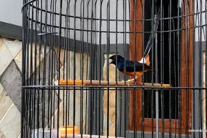 Membentuk Stamina Murai Batu