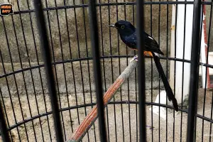 MURAI BATU INI RAWATANNYA HARUS TEPAT AGAR MURAI BATU GACOR BONGKAR MATERI