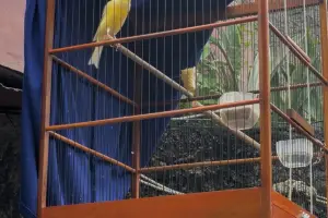 Perawatan Kenari Harian agar Rajin Gacor dan stabil