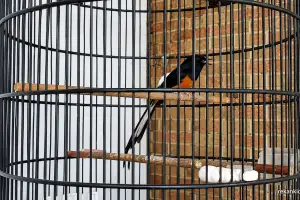 Solusi praktis untuk mengatasi burung Murai Batu yang mendadak macet bunyi