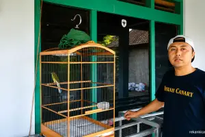 Caraku Bikin Kenari Paud Cepat Gacor