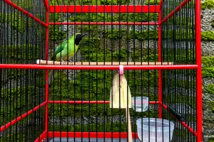 Cara efektif mengatasi burung cucak ijo yang mengalami over birahi (OB)