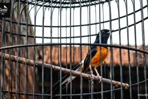 Ciri-ciri dan solusi penanganan burung Murai Batu yang mengalami bulu mengembang akibat kelebihan lemak (obesitas)