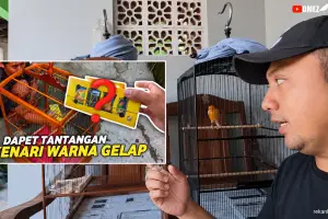 TANTANGAN KENARI IJO‼️LANGKAH PERTAMA SETTING BIRAHI DAN MENTAL KENARI BAHAN