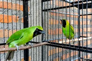 Cara Memunculkan Emosi dan Mental Cucak Ijo Yang Sudah Gacor