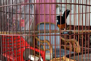 Faktor Pengaruhi Birahi Murai Batu