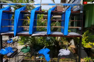 TIPS PERAWATAN DASAR KENARI BIAR SEHAT DAN GACOR TERUS
