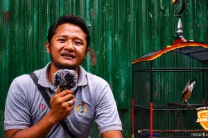 CENDET RUMAHAN,NEBOK ,SALTO,CIAK BULU , DIPOLES JADI JUARA