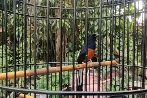 Rahasia Merawat Murai Batu