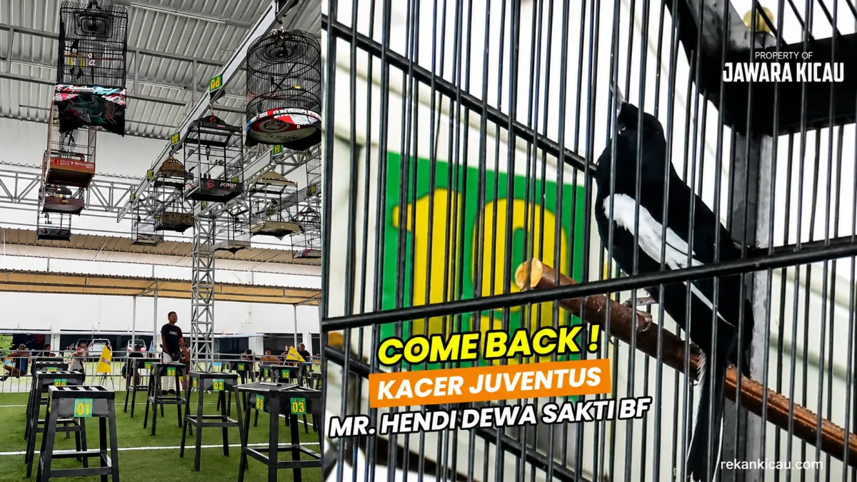 KACER JUVENTUS COME BACK‼️KALAHKAN LAWAN RATUSAN JUTA 😱 MR. HENDI DEWA SAKTI BF