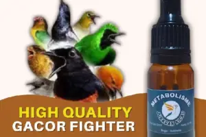 Metabolisme Juragan Kicau Gacor Sehat 10ml