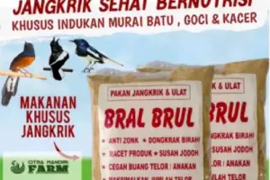 Anti Zonk Pakan Jangkrik BRAL BRUL untuk Indukan Murai Batu