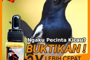 PIOONERVET - PROMO X-POWER VITAMIN OBAT BURUNG LOVEBIRD KENARI KACER JALAK SUREN MURAI BATU PLECI CENDET