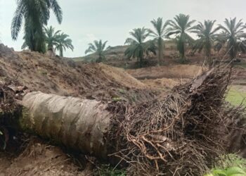 Pekerjaan Replanting Minim Pengawasan Manajer Kebun Marihat
