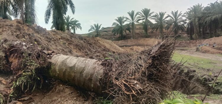 Pekerjaan Replanting Minim Pengawasan Manajer Kebun Marihat