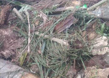 Dikerjakan Perusahaan Anggota DPRD Simalungun, Chipping Replanting Afdeling IV Kebun Balimbingan Asal Jadi