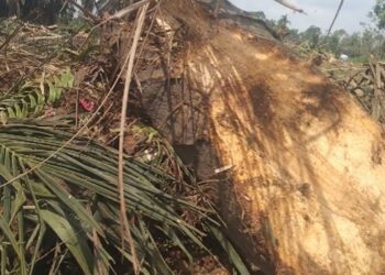 Chipping Kelapa Sawit Asal Jadi Akibat Sub Kontraktor Replanting kepada Perusahaan Milik Anggota DPRD Simalungun