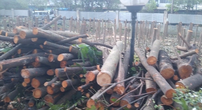 Perintah Wali Kota, Penebangan Ratusan Pohon Mahoni RSUD Djasamen Saragih Tidak Memiliki Izin Resmi