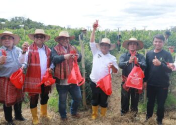 Bupati Simalungun Panen Raya Komoditi Cabai Merah di Kecamatan Purba. 