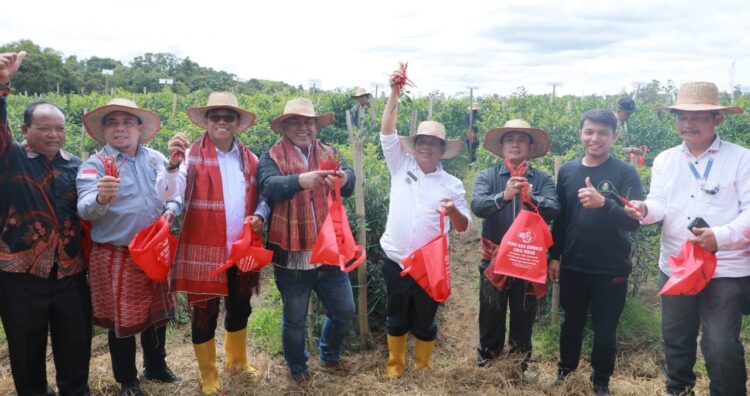 Bupati Simalungun Panen Raya Komoditi Cabai Merah di Kecamatan Purba.