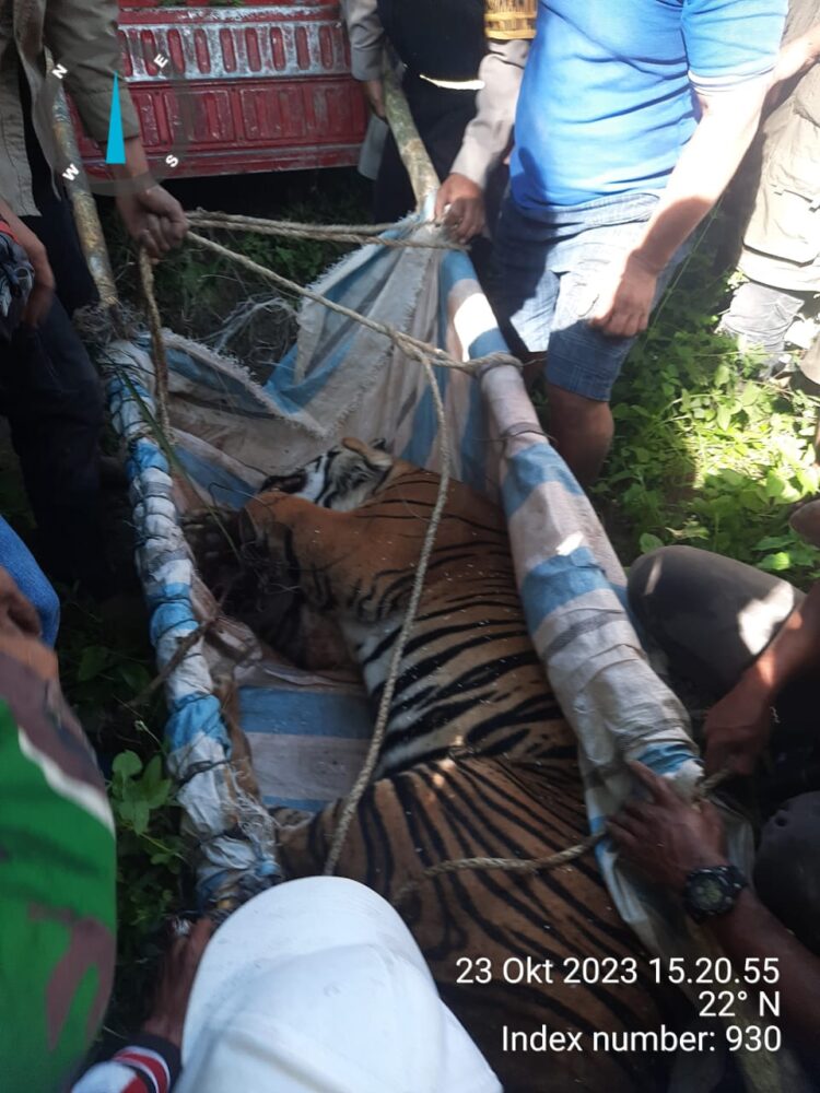 Warga Marihat Raja bersama BBKSDA Evakuasi Harimau yang Terjerat. Bupati Simalungun Himbau Warga Tetap Waspada
