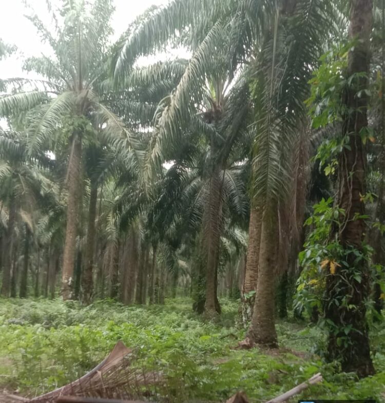 Tak Ingin Ditegur Direksi PTPN III, Asisten Afdeling III Kebun Bangun Minta Hapus Berita