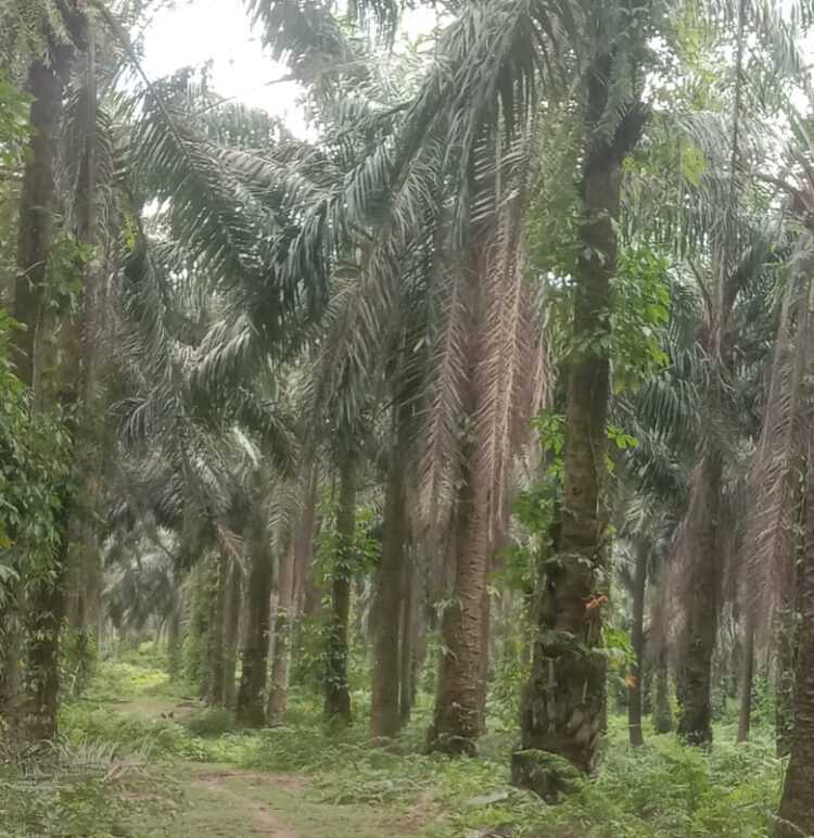 Dugaan Korupsi Biaya Perawatan Pohon Sawit di Kebun Bangun Patut Ditindaklanjuti Jajaran Direksi PTPN III